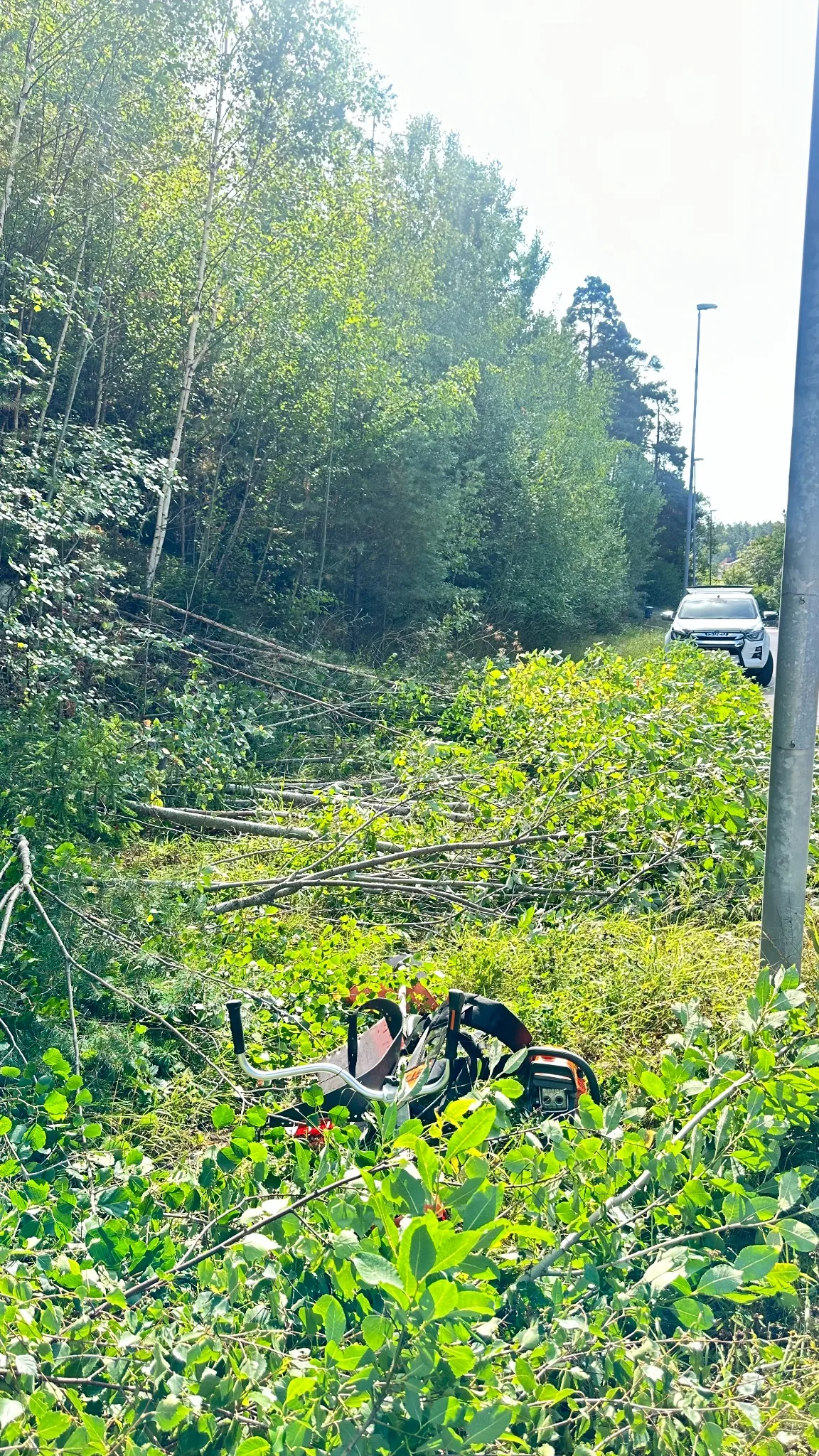 Röjning och trädfällning längs vägkant